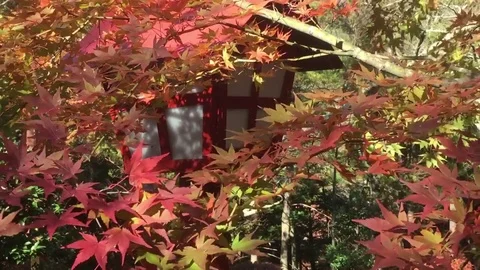 Colorful maple leaves during the Momiji season in Autumn in Japan. Stock Footage