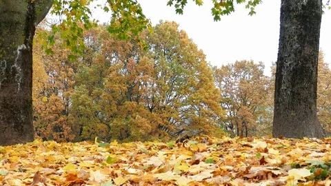 Colorful maple leaves falling on ground Stock-Footage 95866136