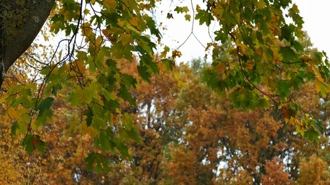 Colorful maple leaves falling on ground Stock-Footage 95875663