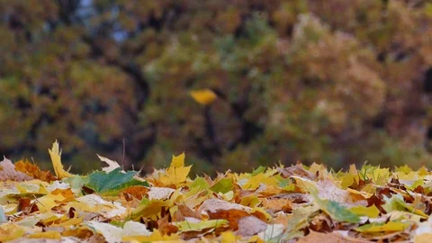 Colorful maple leaves falling on ground Stock-Footage 95876147