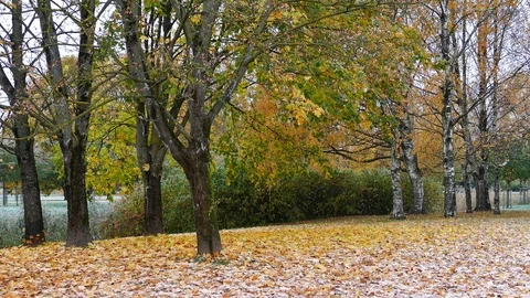 Colorful maple leaves falling on ground Stock-Footage 95876322