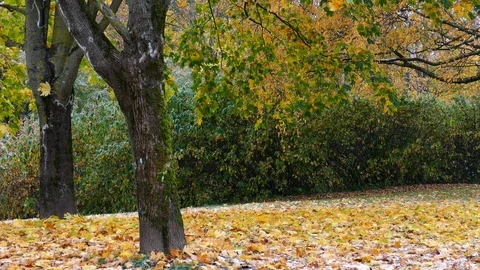 Colorful maple leaves falling on ground Stock-Footage 95876394