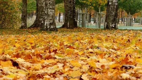 Colorful maple leaves falling on ground 動画素材 95876469