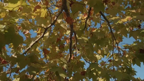 Colorful maple leaves rustling with the wind. Stock Footage 196580477