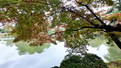 Colorful maple tree branches overhanging Kasumiga ike Pond at Kenrokuen Garden Vidéo 307010844