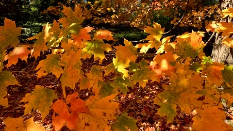 Colorful Maple Tree In Fall Stock Footage 320264386