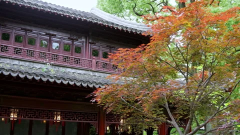 Colorful Maple Tree Framing a Historic Chinese Building Stock Footage 336679575