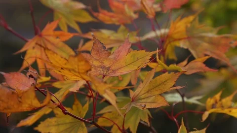 Colorful maple tree leaf on branch in autumn fall season with wind Stock Footage 104518043