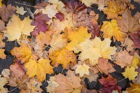 Colorful maple tree leaves background texture with water drops Stock Photos