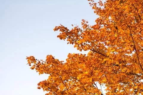 Colorful maple tree on the sky background, golden autumn, background Stock Photos