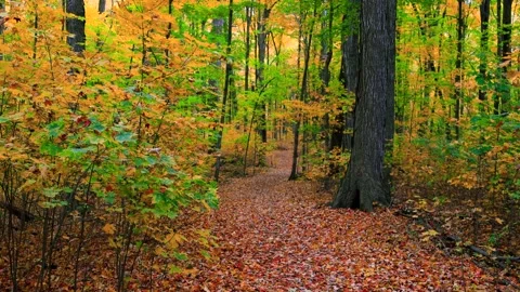Colorful maple trees and walking trail in early autumn in Michigan countrysid Stock Footage 316111574