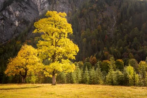 Colorful maple trees in Austrian mountain valley Groer Ahornboden during autu 스톡 사진