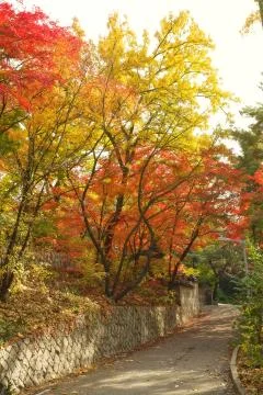 Colorful maple trees by the path Stock Photos