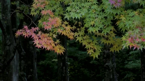 Colorful maple wet in the rain Stock Footage 145236794
