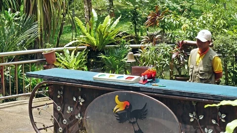 Colorful matching game performance with Macaw parrots in KL Bird park, Malaysia. Stockbeeldmateriaal 78472050