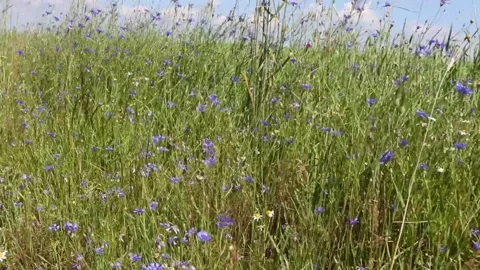 Colorful meadow in summertime windy day Stock Footage 131864553