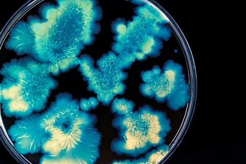 Colorful Micro Organisms Stock Photos