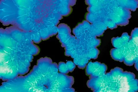 Colorful Micro Organisms Stock Photos