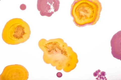 Colorful Micro Organisms Stock Photos