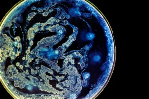 Colorful Micro Organisms Stock Photos