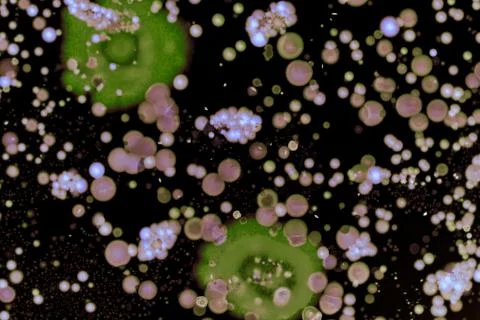 Colorful Micro Organisms Stock Photos