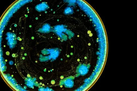 Colorful Micro Organisms Stock Photos