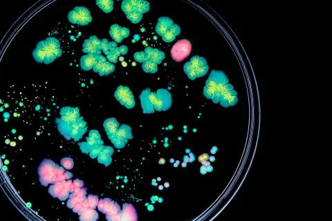Colorful Micro Organisms Stock Photos