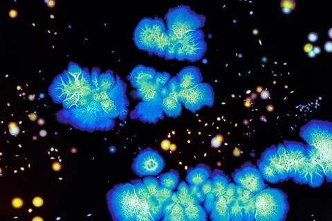 Colorful Micro Organisms Stock Photos