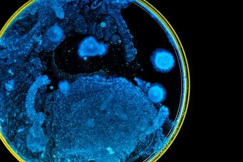 Colorful Micro Organisms Stock Photos