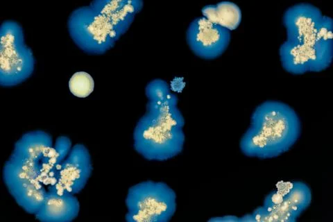 Colorful Micro Organisms Stock Photos