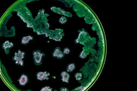 Colorful Micro Organisms Stock Photos