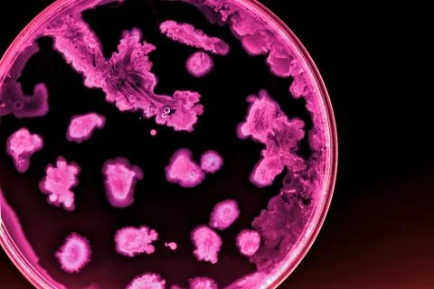Colorful Micro Organisms Stock Photos