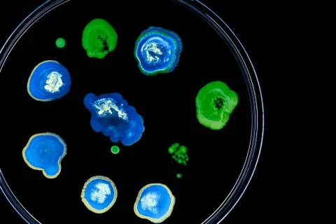 Colorful Micro Organisms Stock Photos