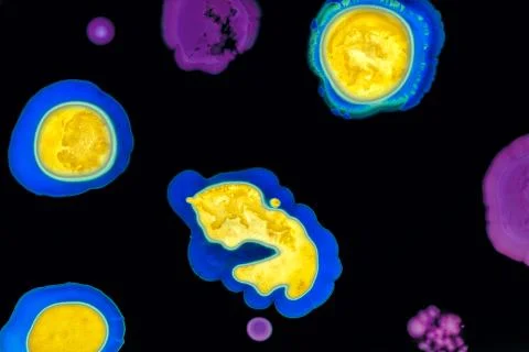 Colorful Micro Organisms Stock Photos