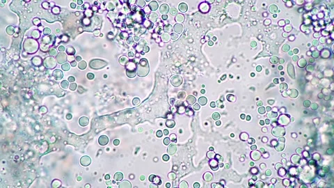 Colorful Microbial Cells Under Microscope in Abstract Scientific Art Form 스톡 동영상 341925954