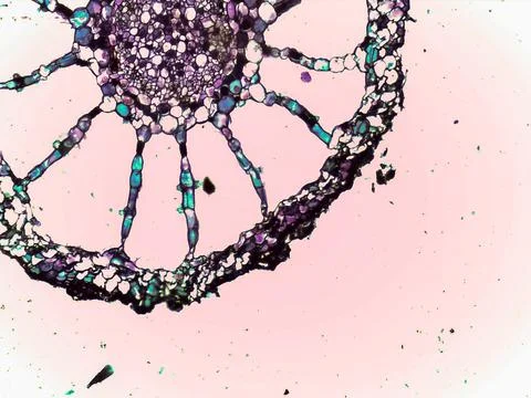 Colorful microscopic structure with circular patterns Stock Photos