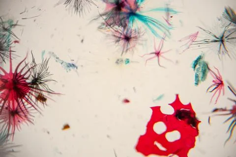 Colorful microscopic view of various microorganisms and organic materials, .. Stock Photos