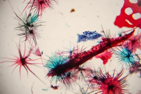 Colorful microscopic view of various microorganisms and cellular structures.. Stock Photos