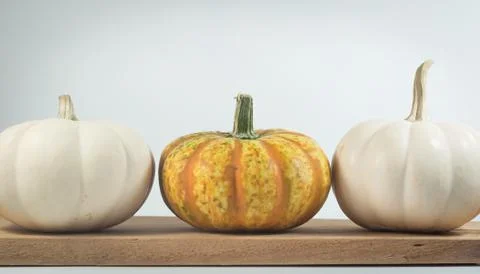 The colorful of mini pumpkins isolate on white background Stock Photos