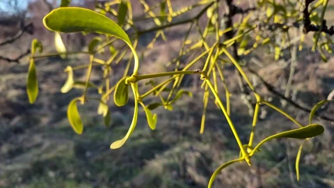 Colorful mistletoe on an old tree Stock Footage 300723794
