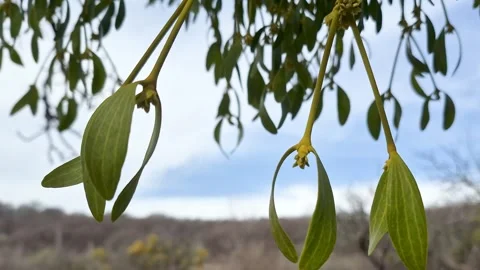 Colorful mistletoe on an old tree Stock-Footage 330361909