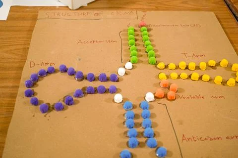 Colorful model of crna structure 스톡 사진
