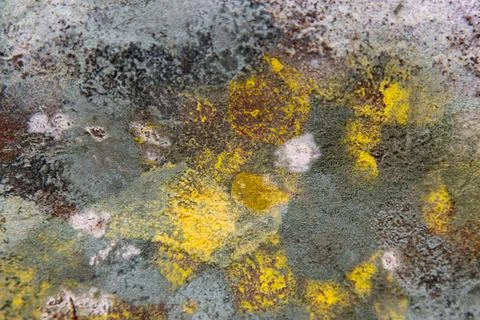 Colorful mold on black bread as a background. 스톡 사진