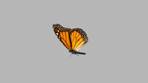 Butterfly Animation Flying Stock Video Footage | Royalty Free Butterfly  Animation Flying Videos | Pond5