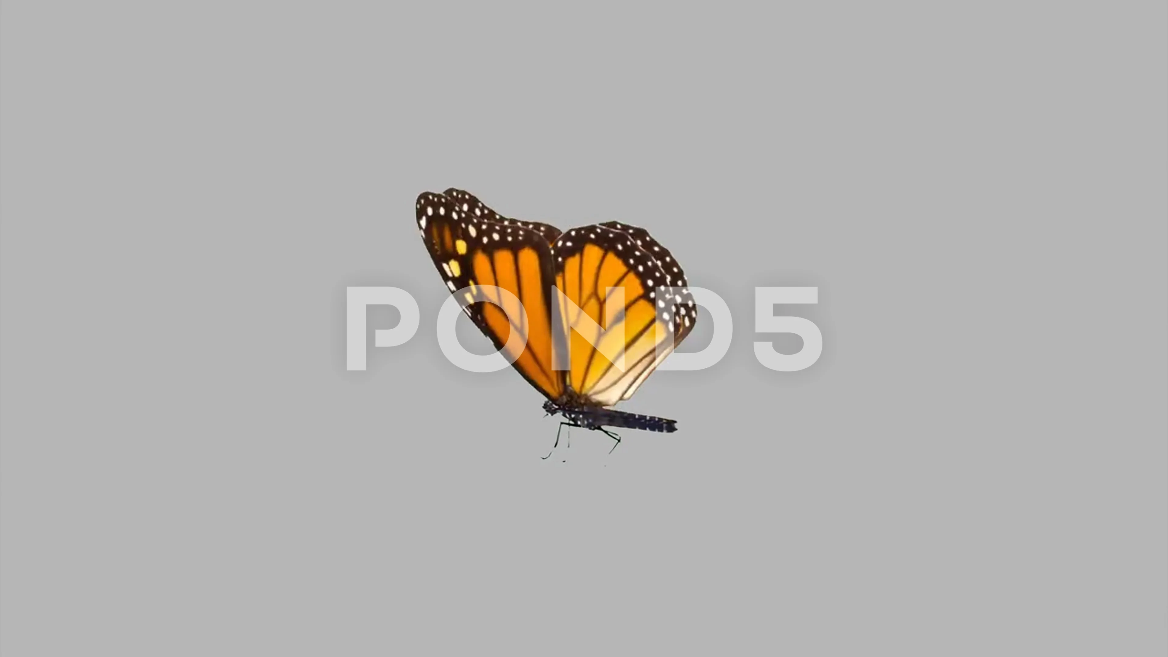 Butterfly Animation Flying Stock Video Footage | Royalty Free Butterfly  Animation Flying Videos | Pond5