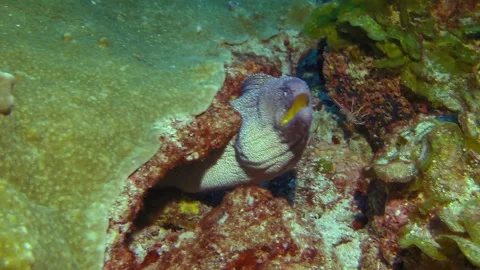 Colorful moray eel is captured in close-up seen in midst of coral of underwater. Stock Footage 235021885