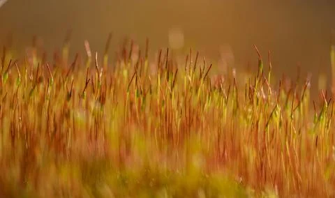 Colorful moss blossom, selective focus, spring day Stock Photos