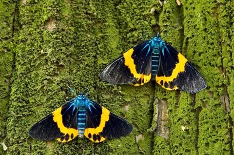 Colorful moth Fotos Stock
