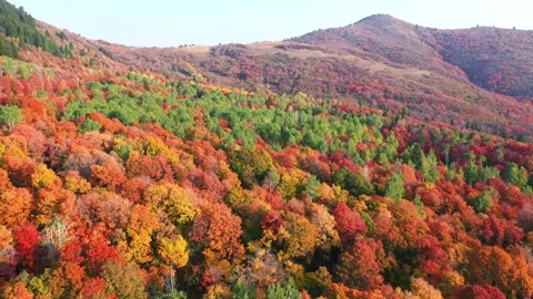 Colorful mountain trees changing 库存影片 141891028