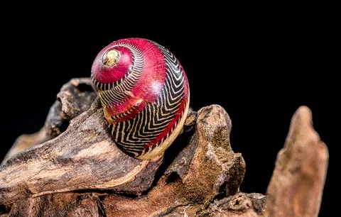 Colorful Nerite Shell on Driftwood 库存照片